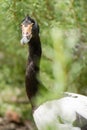 Magpie Goose Royalty Free Stock Photo