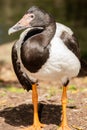 Magpie Goose Royalty Free Stock Photo