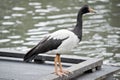 Magpie goose Royalty Free Stock Photo