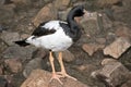 Magpie goose Royalty Free Stock Photo