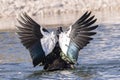 Magpie goose swimming in the lake on a sunny day Royalty Free Stock Photo