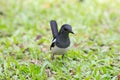 Magpie on grass.