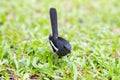 Magpie on grass.bird thailand Royalty Free Stock Photo