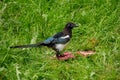Magpie in grass with meat Royalty Free Stock Photo