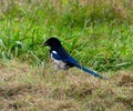 Magpie in grass stealing flower