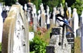 Magpie and Gravestone in a Dublin Cemetery