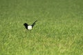 A magpie in a green field