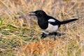 Magpie on the ground feeding with dog food - Pica Pica