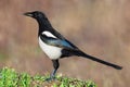 Magpie on the ground - green grass and blurry background - Pica pica