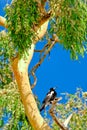 Magpie in Gum tree #2 Royalty Free Stock Photo