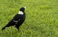 Magpie Gymnorhina tibicen agressive bird