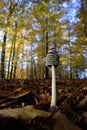 Magpie Inkcap - closed mushroom hat