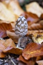 Magpie Inkcap - foliage