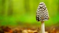 Magpie inkcap fungus, Coprinopsis picacea, on the forest floor