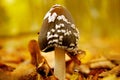 Magpie inkcap fungus on the forest floor in autumn