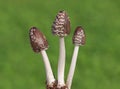 Magpie Inkcap mushroom, Coprinopsis picacea