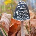 Magpie inkcap mushroom