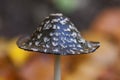 Magpie Inkcap - mushroom hat