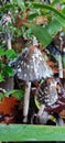 Magpie Inkcap mushroom in leaf litter, France, Vienne