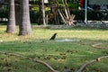 Magpie Island in an old hose .