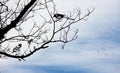 A magpie landed on a branch in early winter.