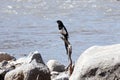 A magpie landed on a dead branch by the river bank.