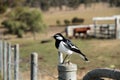 Magpie Lark