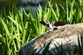 Magpie Lark also known as a Pee Wee