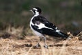 Magpie-lark, Australia - 1