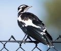 Magpie-lark, Australia - 2