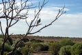 Magpie-lark, Port Augusta, South Australia, Australia