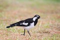 Magpie-lark (Grallina cyanoleuca)