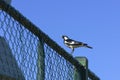 Magpie-lark Grallina cyanoleuca sitting on the fence