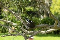 Magpie-lark grallina cyanoleuca sitting on mud nest