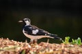 Magpie-lark (Grallina cyanoleuca) a small bird with black and white plumage, the animal stands on the ground