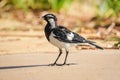 Magpie-lark (Grallina cyanoleuca) a small bird with black and white plumage, the animal stands on the ground in the park