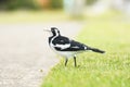 Magpie-lark (Grallina cyanoleuca) a small bird with black and white plumage, the animal stands on the ground in the park