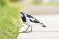 Magpie-lark (Grallina cyanoleuca) a small bird with black and white plumage, the animal stands on the ground in the park