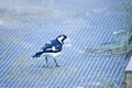 the magpie lark is looking for food