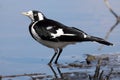 Magpie Lark