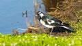 Magpie Lark Next to a Lake