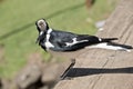 The magpie lark is perched on a table Royalty Free Stock Photo