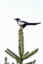 Magpie lat. Pica pica on top of spruce