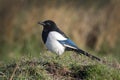 Magpie in the long grass Royalty Free Stock Photo
