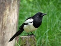 Magpie looking alert while perched on mossy tree stump