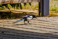 Magpie looking for a food in the city