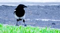 Magpie