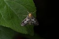 Magpie moth with black background and copy space