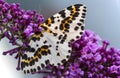 A magpie moth on purple flower
