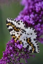 A magpie moth on purple flower